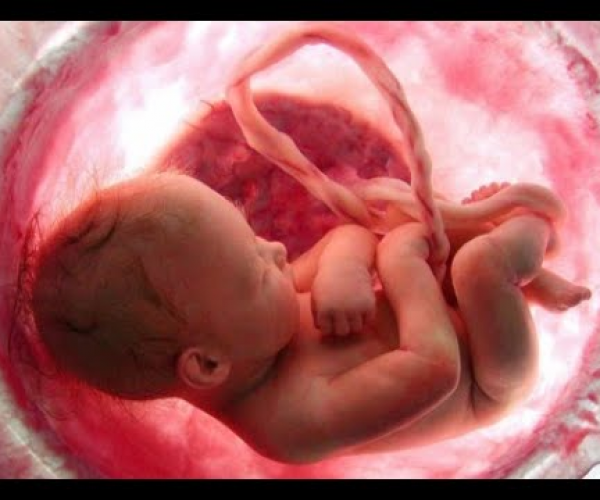 Nuestra placenta. El órgano desconocido